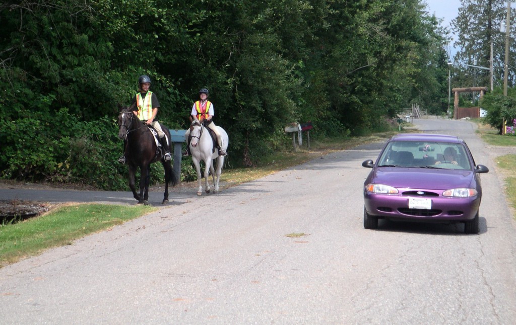 Horses on Road
